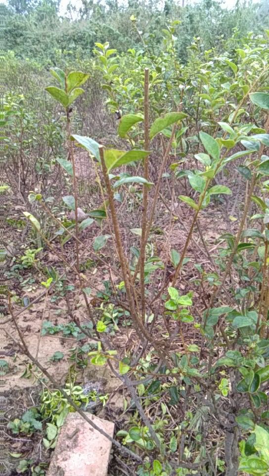 湖南金叶女贞毛球树苗种植基地销售电话 金叶女贞球产地直销图片