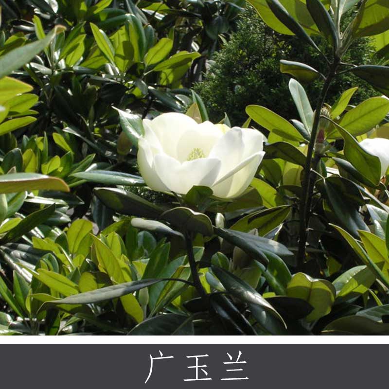 廣玉蘭圖片/廣玉蘭樣板圖 (4)