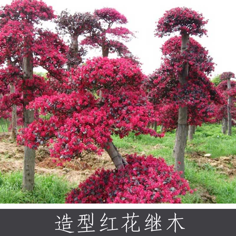 綠化苗圖片/綠化苗樣板圖 (1)