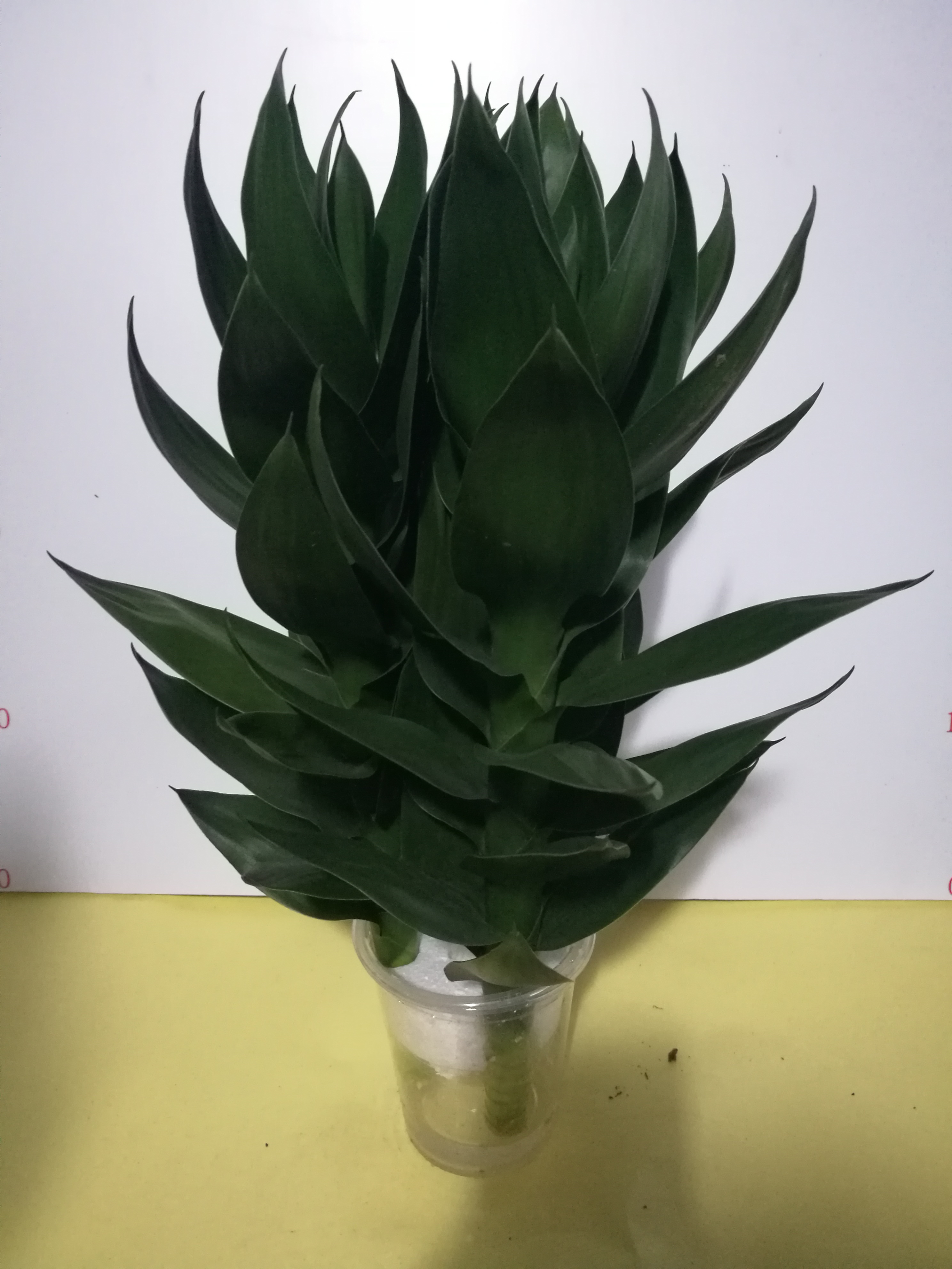 荷花竹圖片/荷花竹樣板圖 (2)