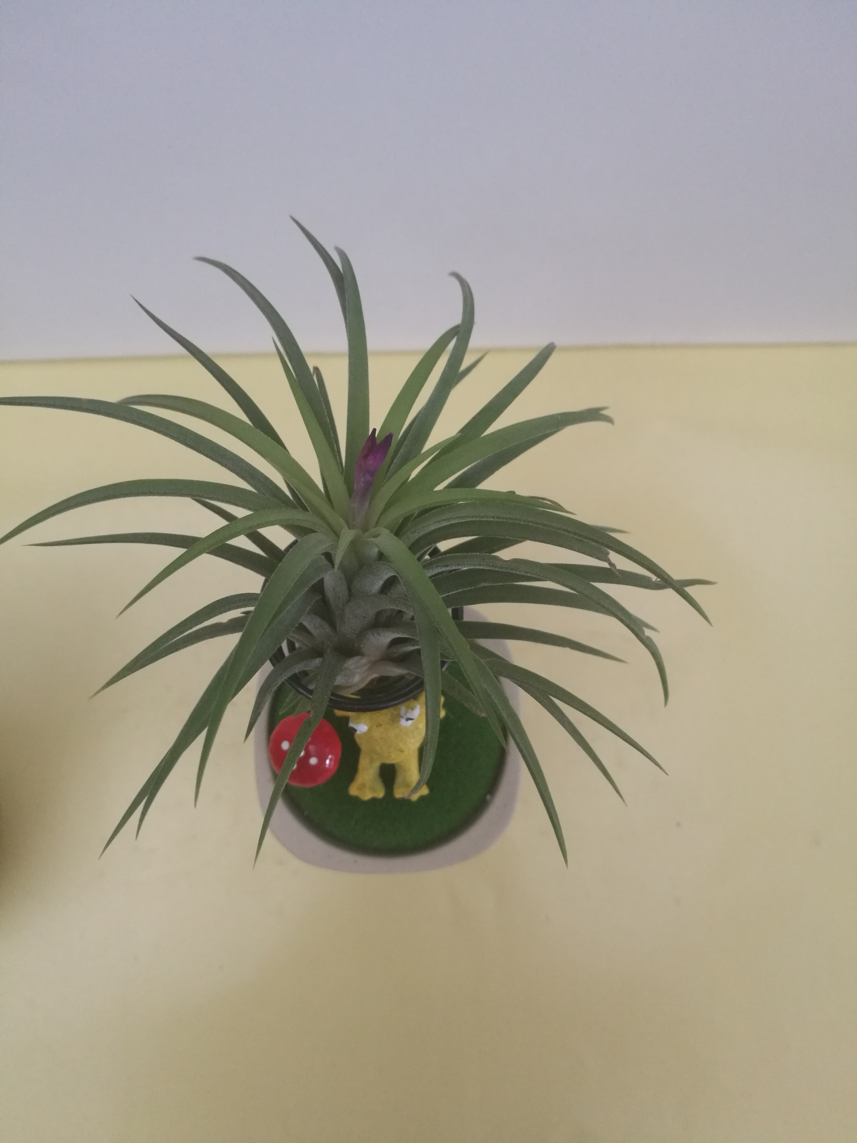 空氣鳳梨-文化杯圖片/空氣鳳梨-文化杯樣板圖 (3)