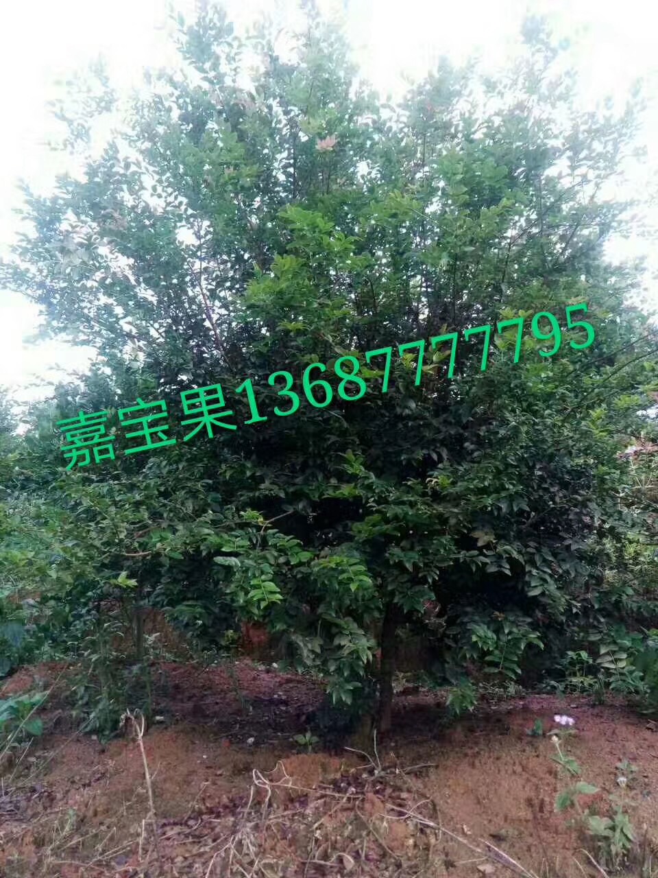 果樹圖片/果樹樣板圖 (2)