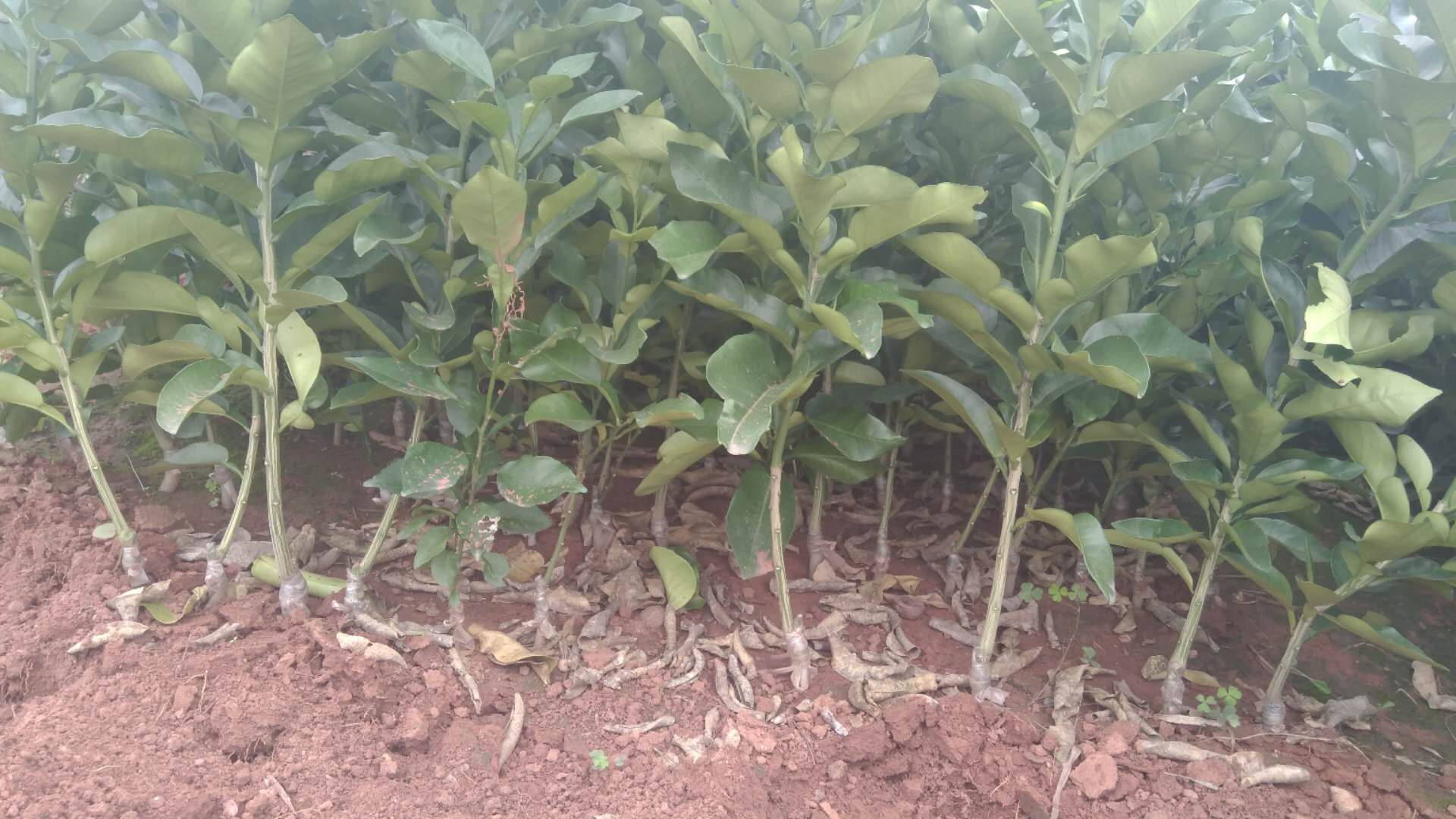 紅心柚圖片/紅心柚樣板圖 (1)