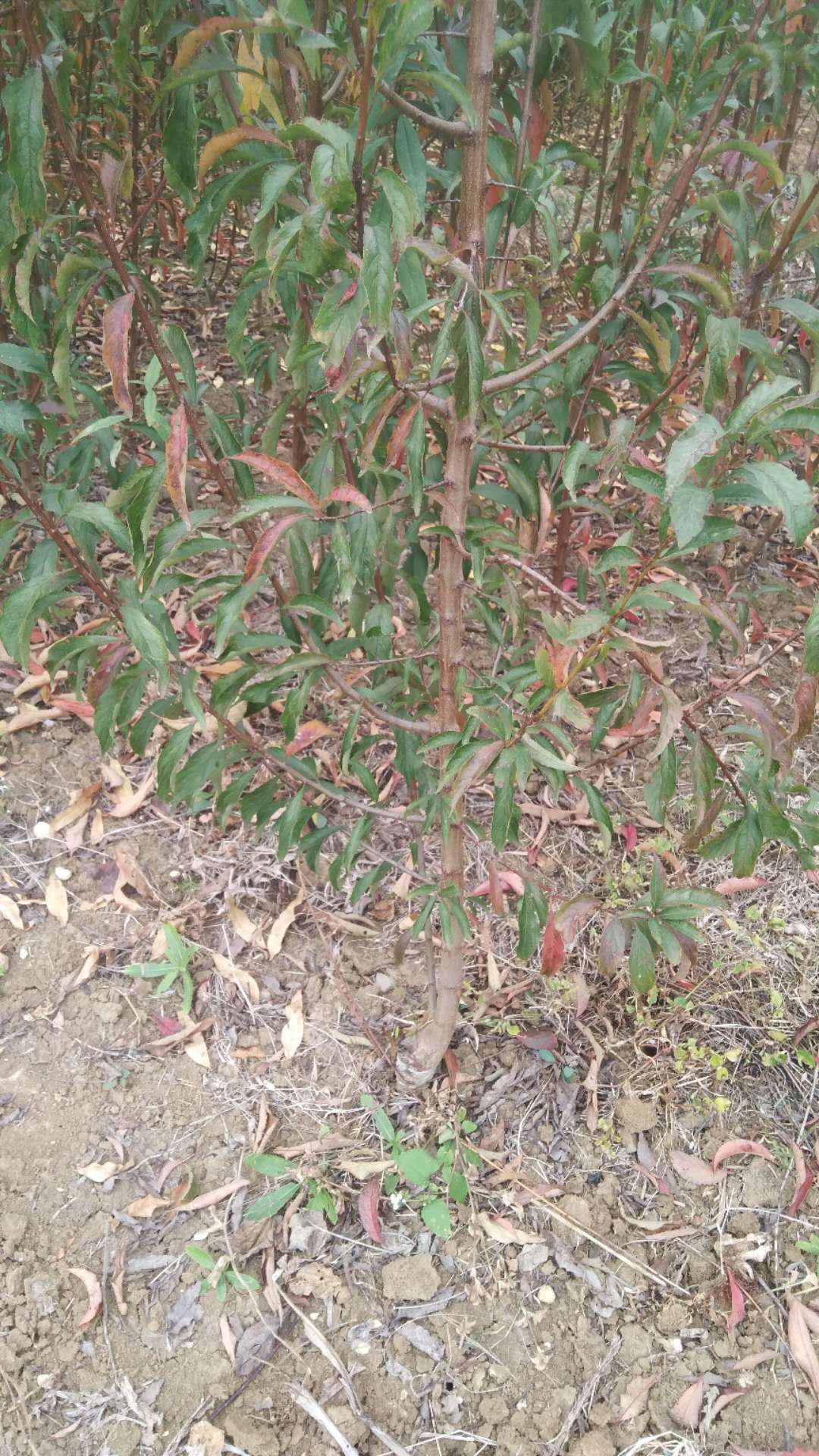 成都市優(yōu)質(zhì)桃子苗價(jià)格 成都市優(yōu)質(zhì)桃子樹苗價(jià)格 成都市優(yōu)質(zhì)桃子苗批發(fā) 成都市優(yōu)質(zhì)桃子樹苗基地