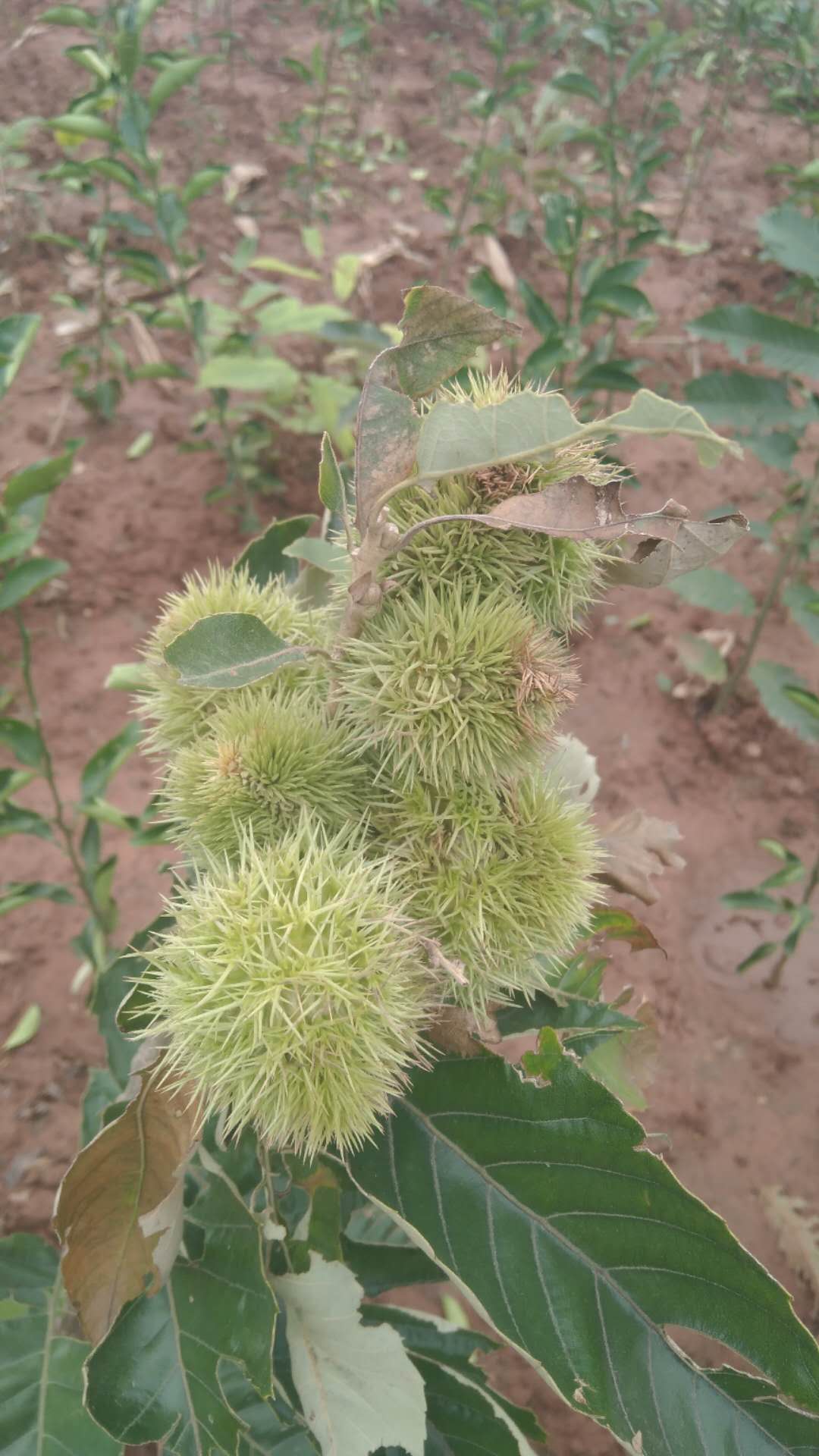 成都市圖片/成都市樣板圖 (4)