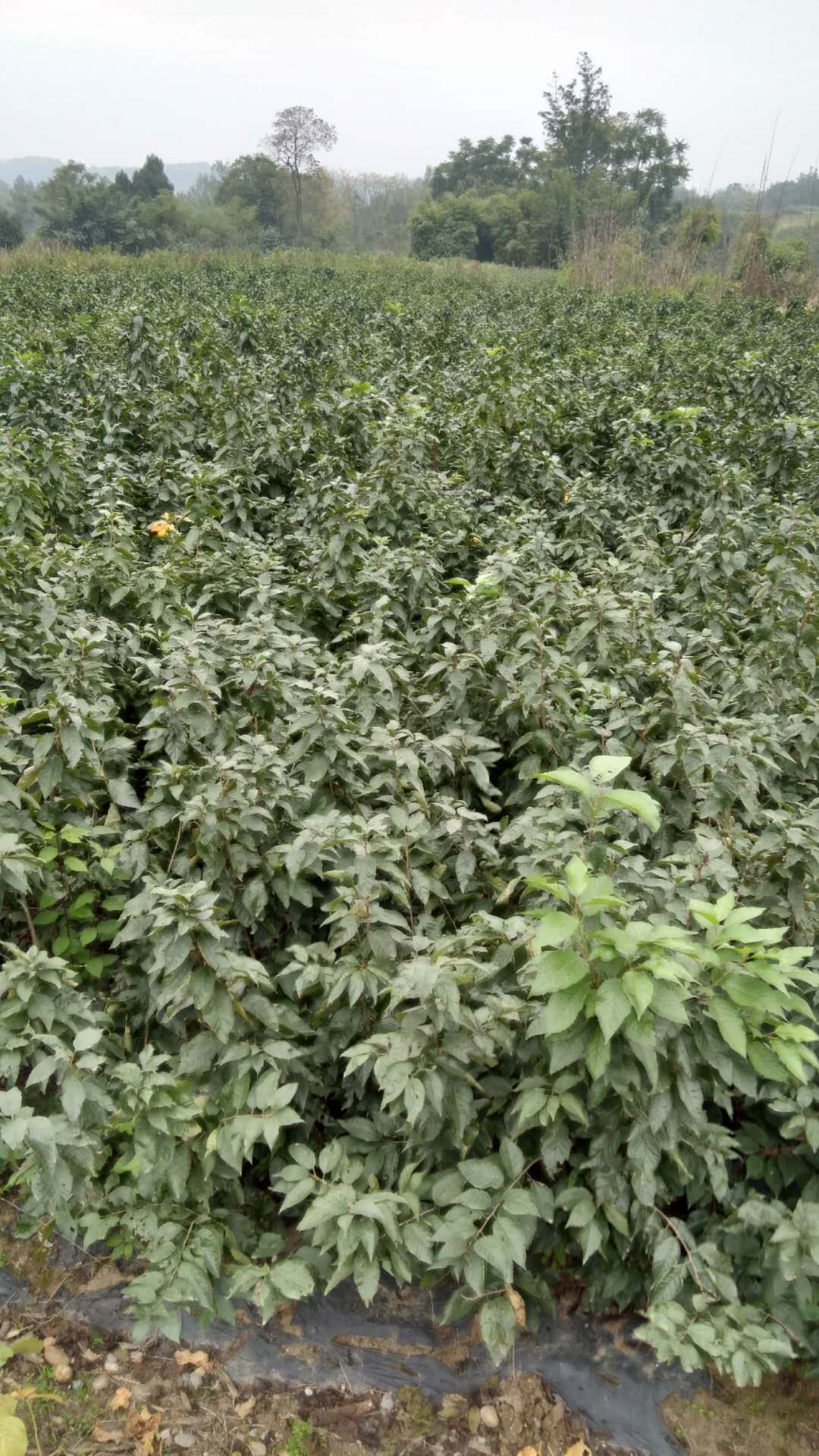 美早櫻桃苗圖片/美早櫻桃苗樣板圖 (3)