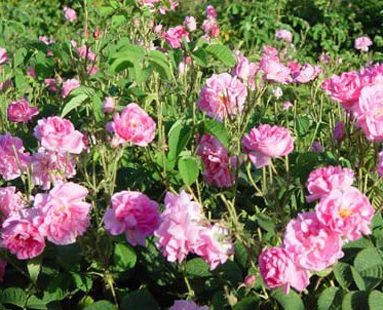 精油圖片/精油樣板圖 (4)