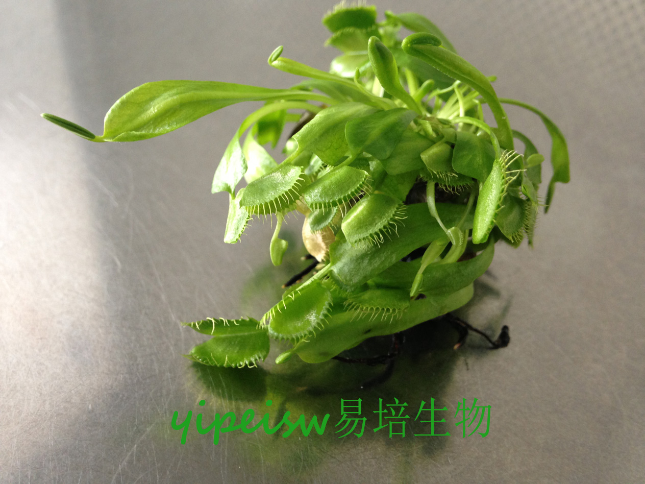 捕蠅草圖片/捕蠅草樣板圖 (2)