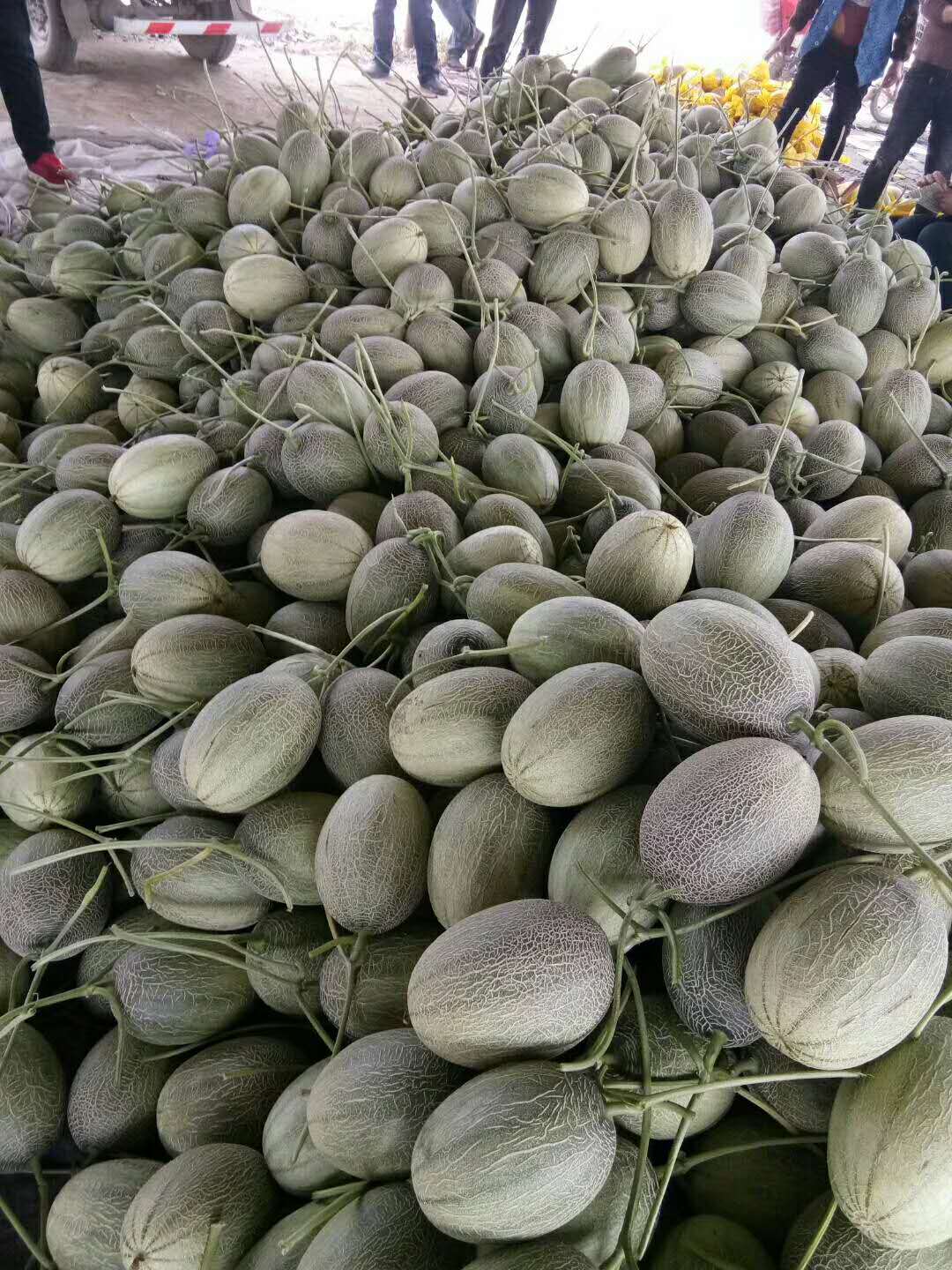 人參果圖片/人參果樣板圖 (2)