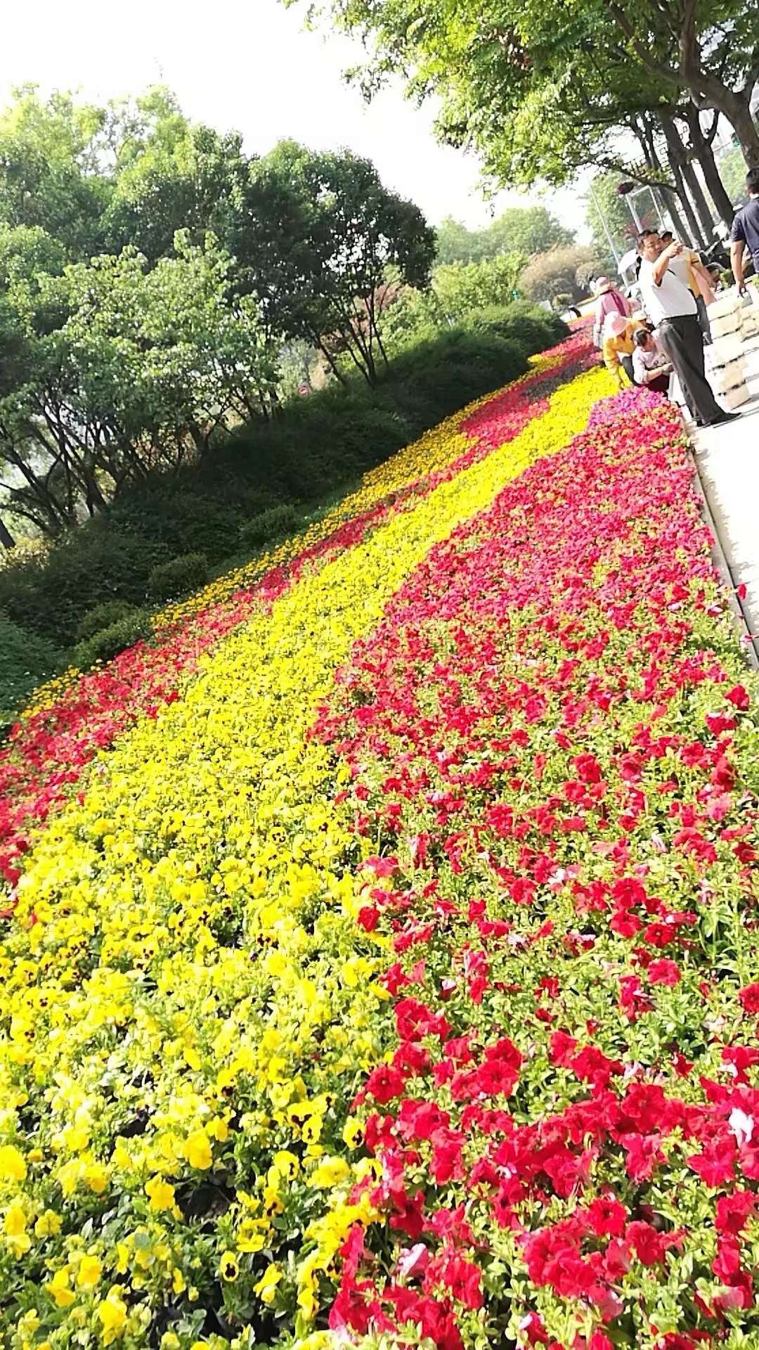 綠色植物圖片/綠色植物樣板圖 (1)