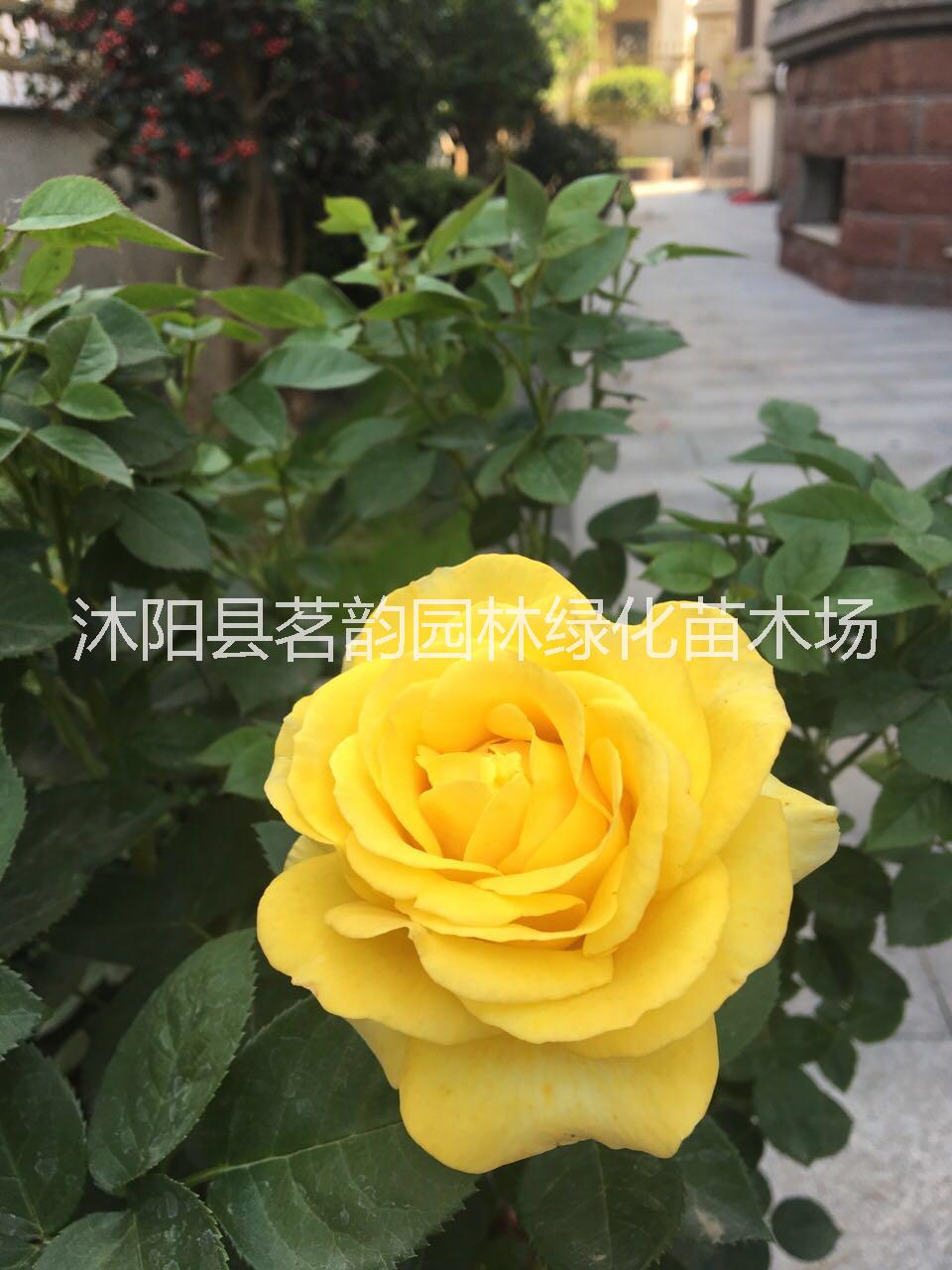 江苏牡丹花种植基地_欧洲月季花苗报价_牡丹花批发图片