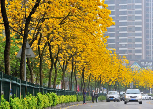 黃花風鈴木圖片/黃花風鈴木樣板圖 (2)