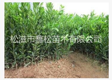 桔苗圖片/桔苗樣板圖 (4)