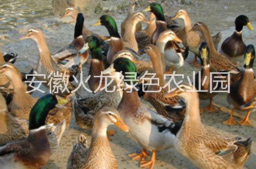 麻鴨圖片/麻鴨樣板圖 (3)