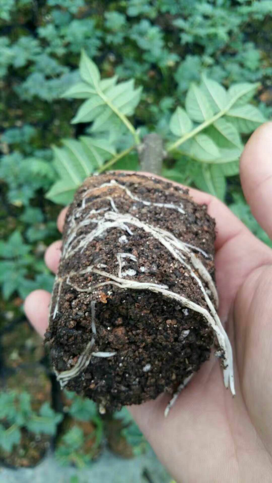 吳茱萸圖片/吳茱萸樣板圖 (2)