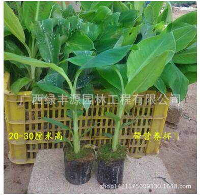 香蕉苗/泰國(guó)蕉/安南蕉/巴西蕉/威廉斯B6苗/皇帝蕉樹(shù)苗/產(chǎn)地直銷