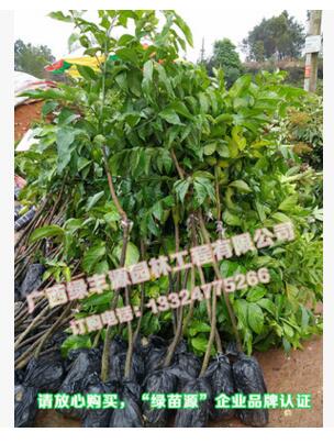 黃皮果苗圖片/黃皮果苗樣板圖 (3)