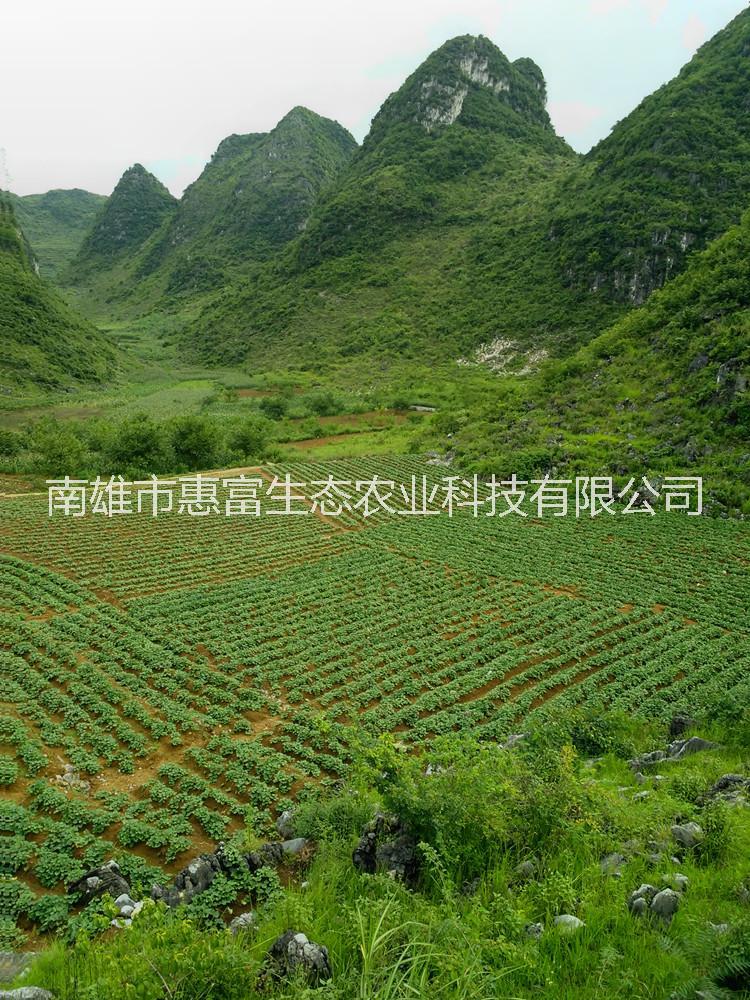 番薯酒圖片/番薯酒樣板圖 (3)