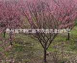 貴州美人梅種植 貴州美人梅 貴州美人梅批發(fā) 貴州美人梅供應(yīng)