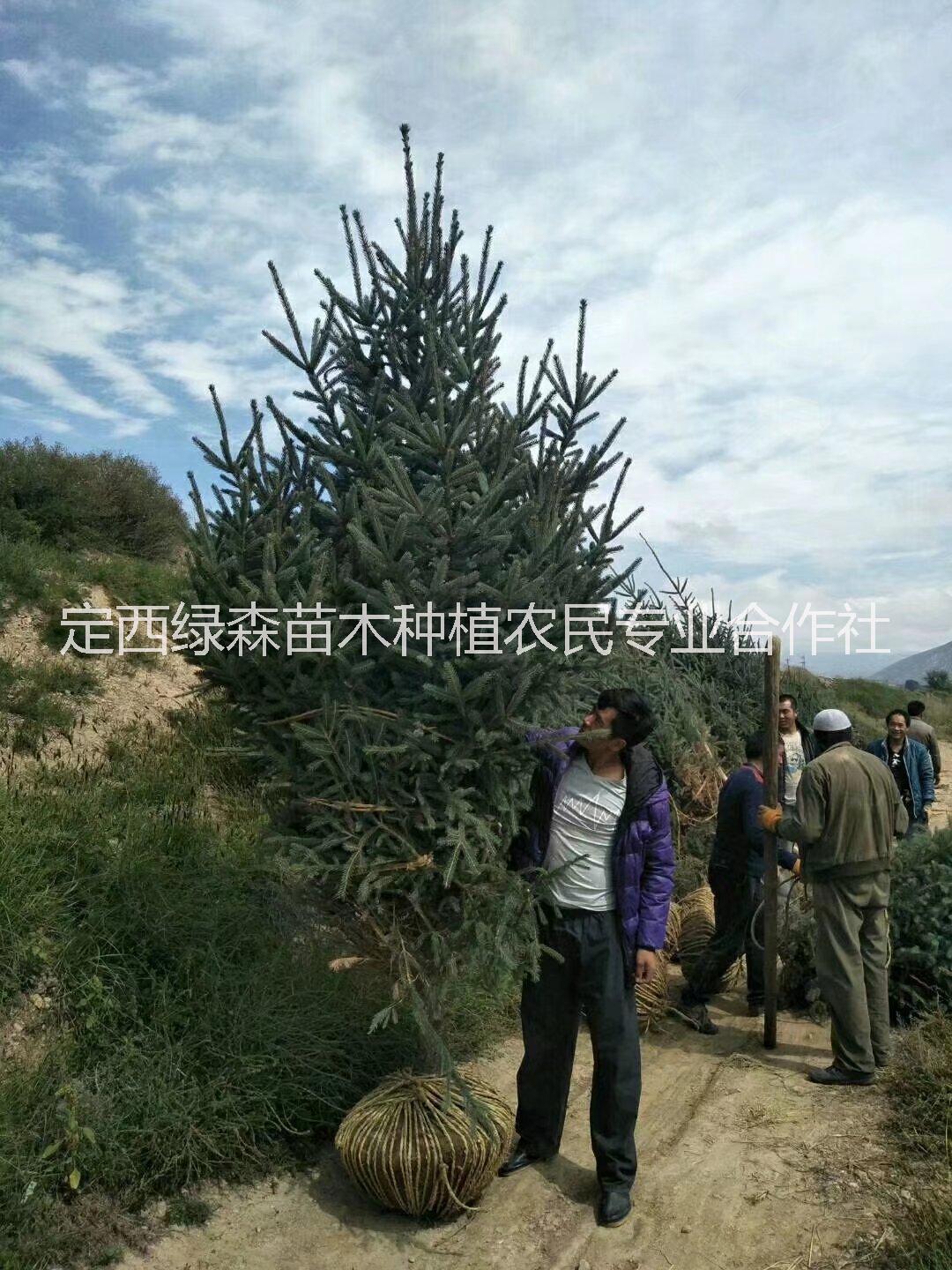 临洮云杉树苗基地 ，苗木树苗树形饱满保成活送货上门 甘肃云杉-云杉树价格