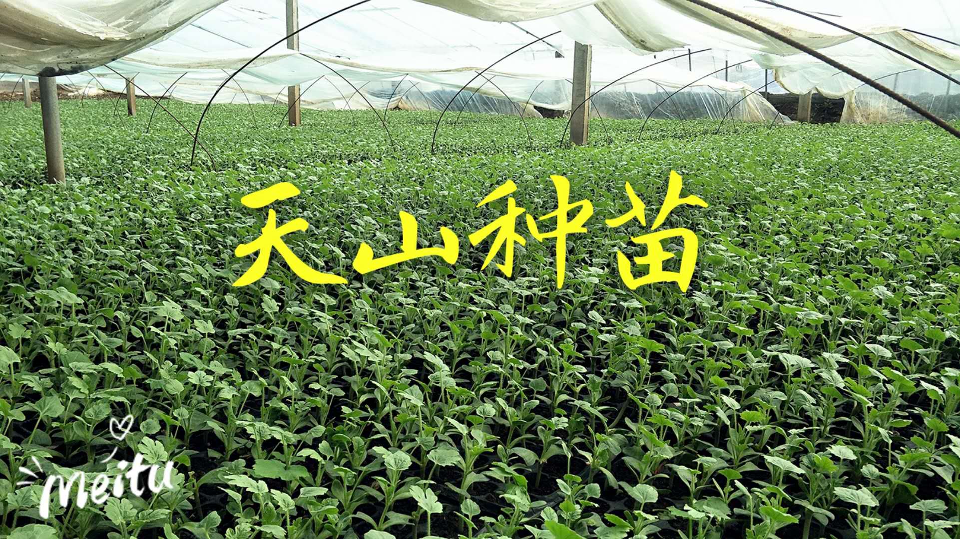 西瓜苗圖片/西瓜苗樣板圖 (2)