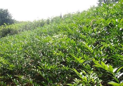 竹柏圖片/竹柏樣板圖 (3)