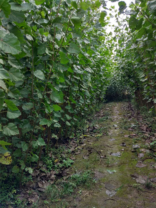 供應(yīng)潛江楊樹苗、潛江楊樹苗批發(fā)、潛江楊樹苗價(jià)格