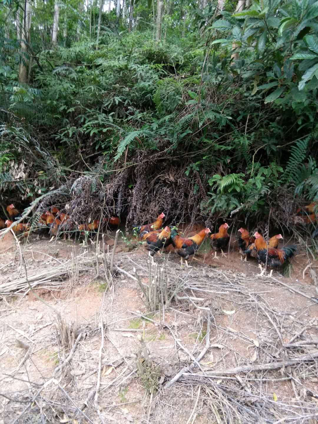 清远麻鸡小鸡 广东麻鸡供应商 清远麻鸡批发 专业培育清远麻鸡大、中、小鸡母鸡、阉鸡电话13553962132邓先生