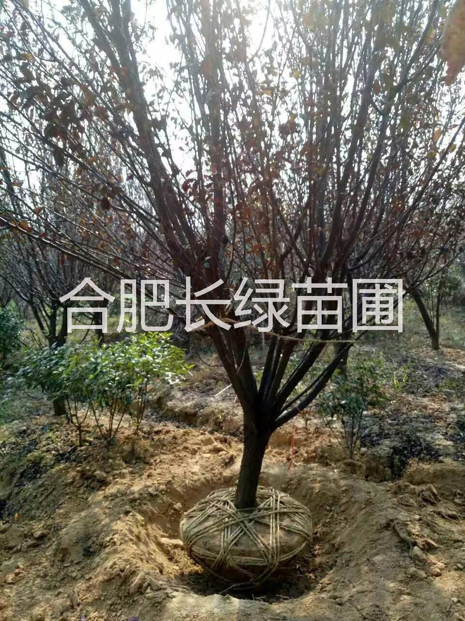 小紅葉李圖片