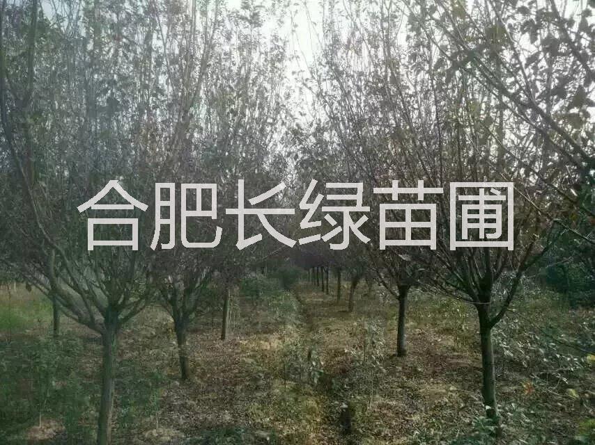 紅葉李圖片/紅葉李樣板圖 (4)