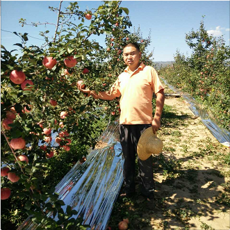 蘋果苗直銷圖片/蘋果苗直銷樣板圖 (2)