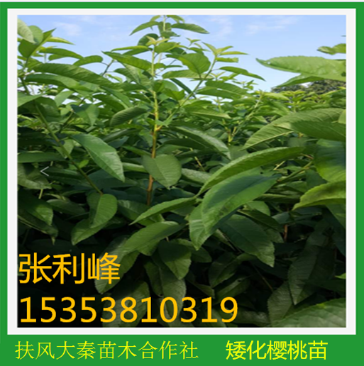 矮化櫻桃苗售賣圖片