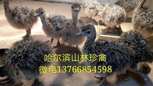 養(yǎng)殖場(chǎng)圖片/養(yǎng)殖場(chǎng)樣板圖 (1)