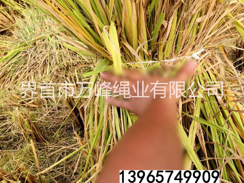 打包繩撕裂圖片/打包繩撕裂樣板圖 (3)