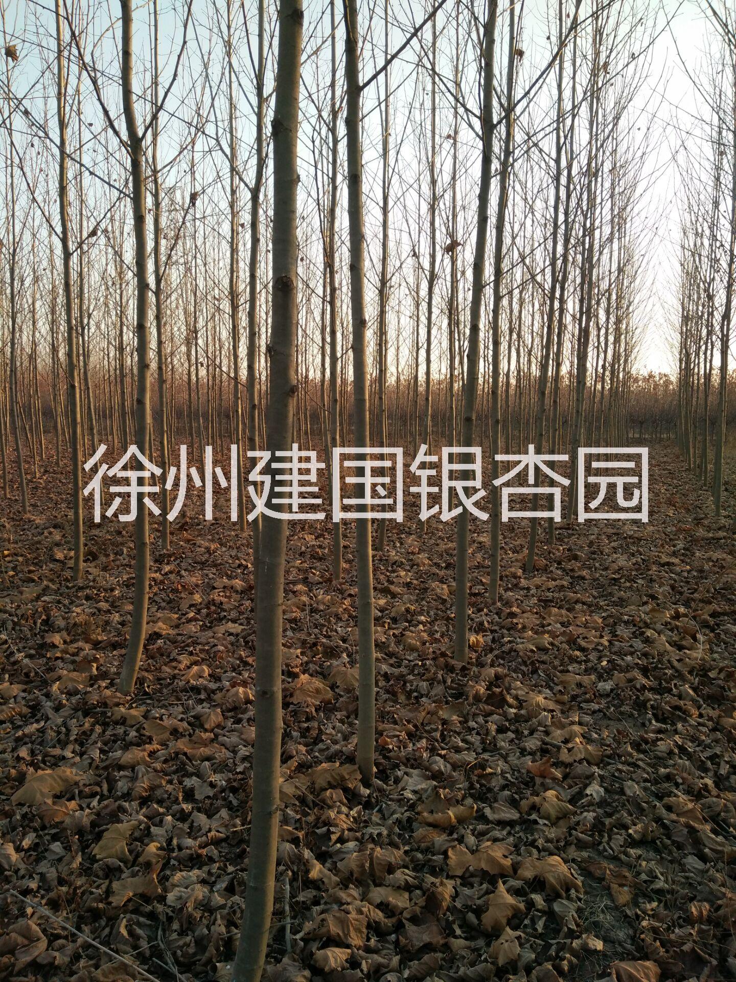 5公分法桐圖片/5公分法桐樣板圖 (3)