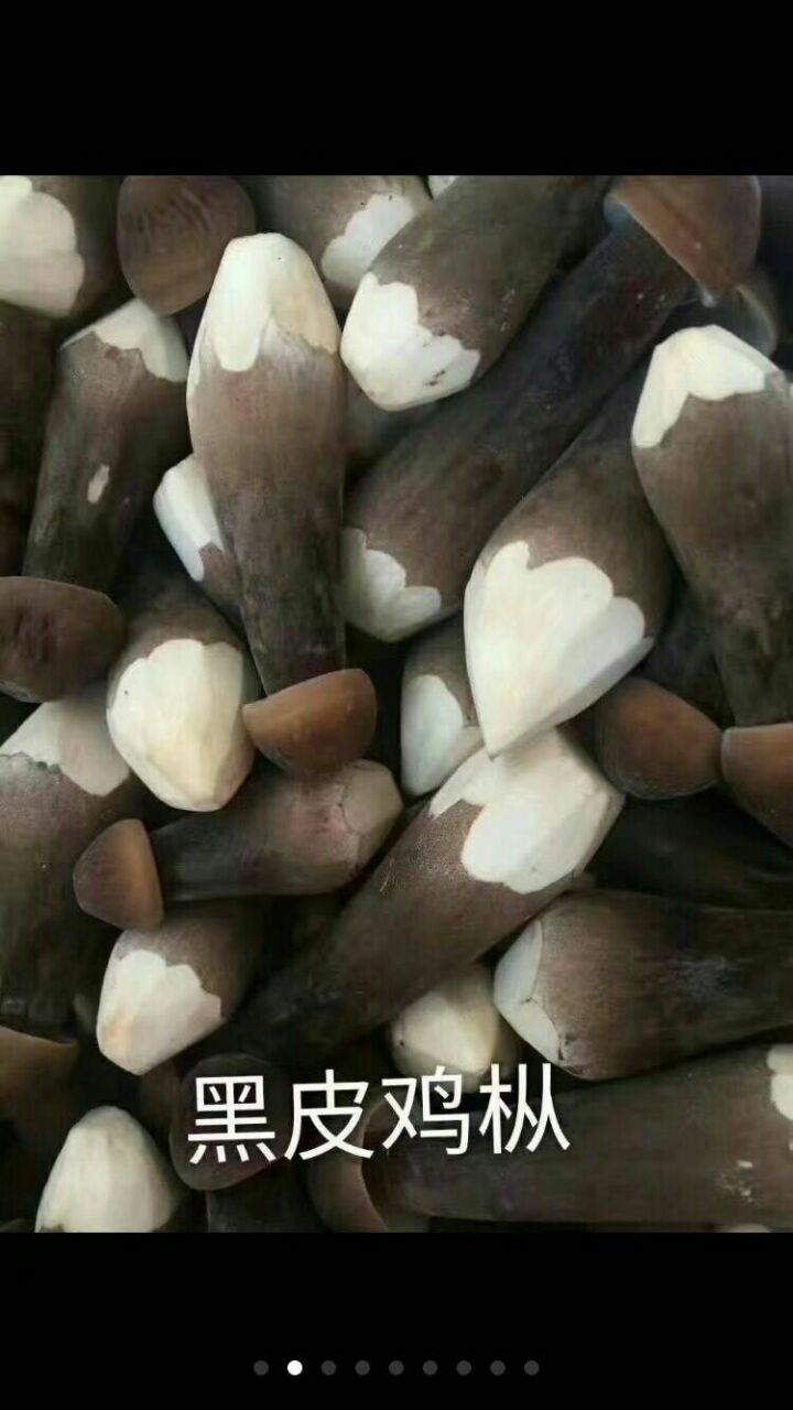 云南黑皮鸡枞云南省野生菌、黑皮鸡枞 云南野生黑皮鸡枞 云南黑皮鸡枞