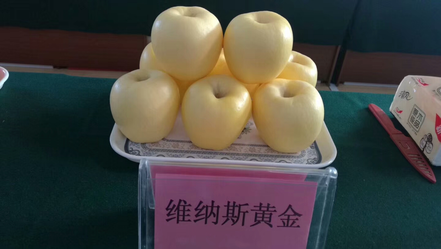 維納斯黃金圖片/維納斯黃金樣板圖 (3)