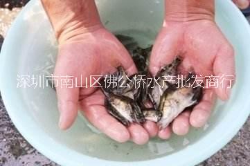 鱖魚苗圖片/鱖魚苗樣板圖 (2)