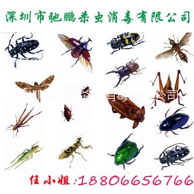 滅鼠 沙井殺蟲公司 福永治理四害圖片