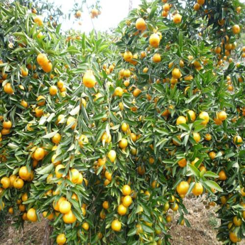 枇杷苗圖片/枇杷苗樣板圖 (3)