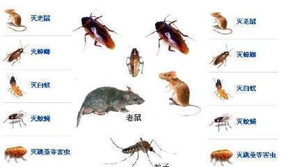 東莞滅蒼蠅報(bào)價(jià)圖片/東莞滅蒼蠅報(bào)價(jià)樣板圖 (2)