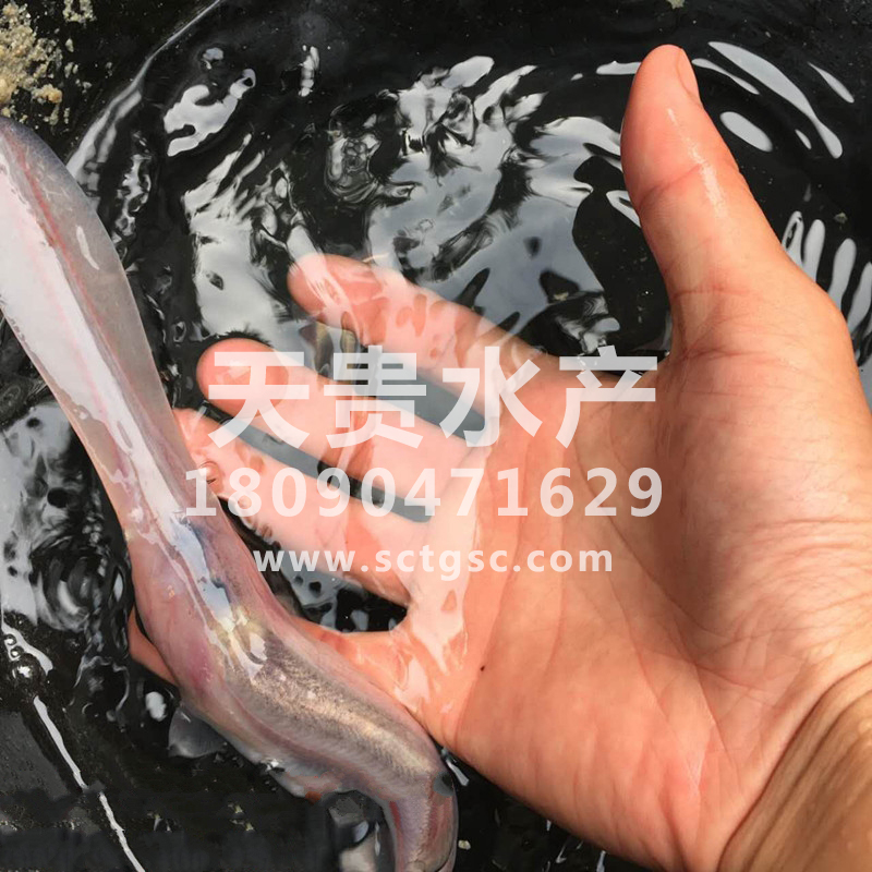 鴨嘴魚可以吃嗎圖片/鴨嘴魚可以吃嗎樣板圖 (4)