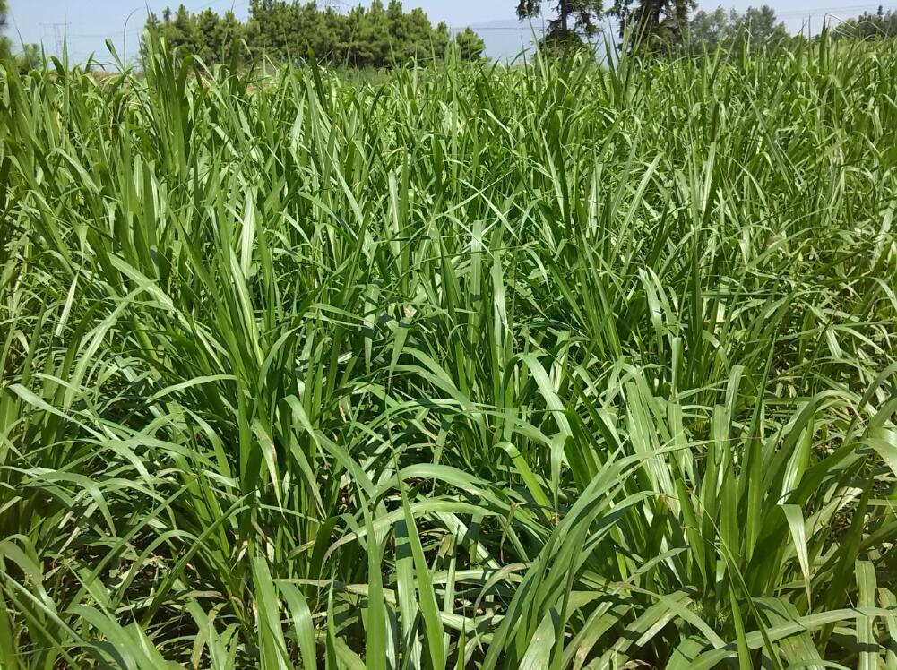 黑豚種苗圖片/黑豚種苗樣板圖 (3)