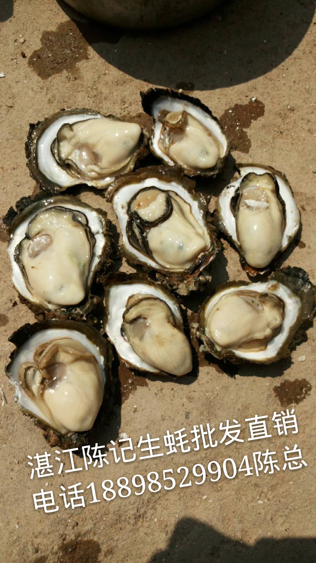 廣州湛江生蠔,生蠔批發(fā)價(jià)格圖片