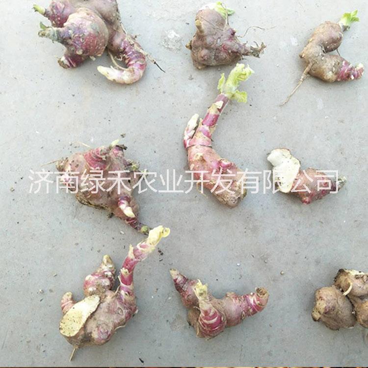 雪蓮果圖片/雪蓮果樣板圖 (2)