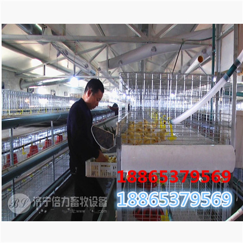 鴿子粑粑清理用清糞帶 雞糞輸送帶圖片