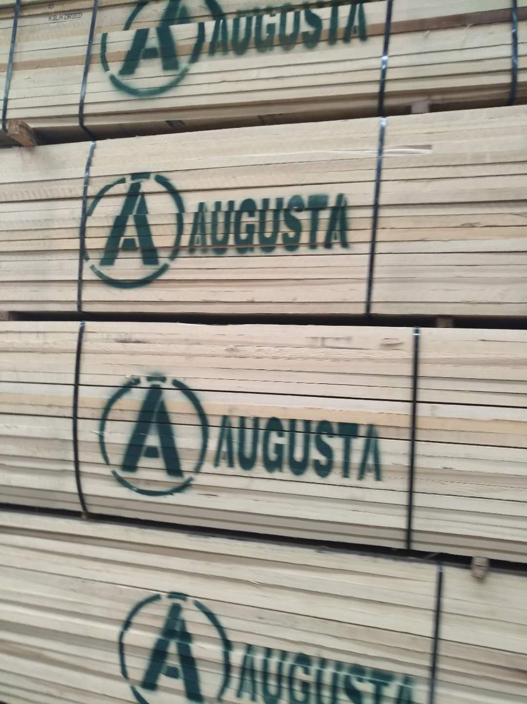 美國黃楊木圖片