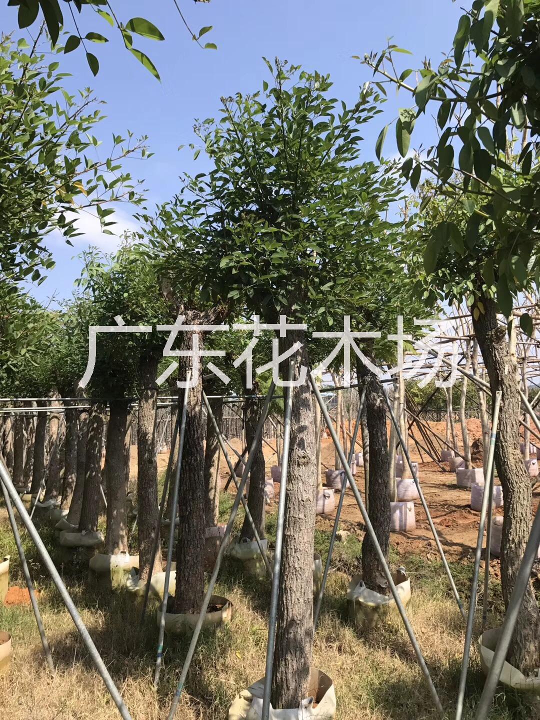 雞冠刺桐圖片/雞冠刺桐樣板圖 (3)