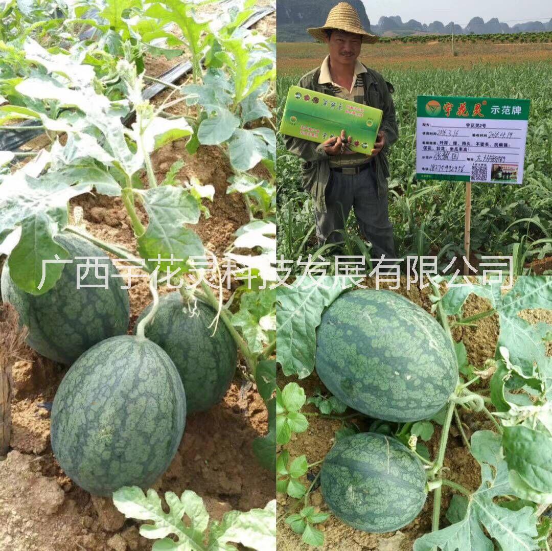 西瓜圖片/西瓜樣板圖 (3)