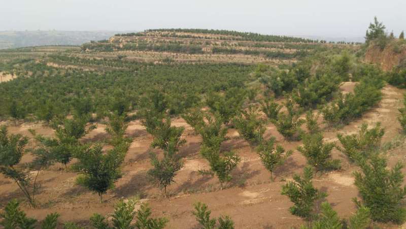 槐米圖片/槐米樣板圖 (3)